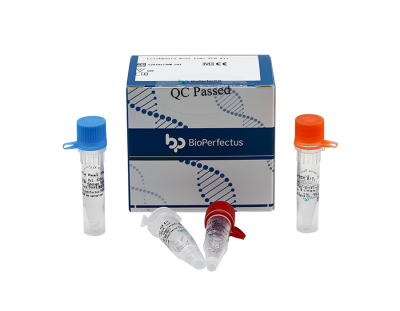 Leishmania Real Time PCR Kit